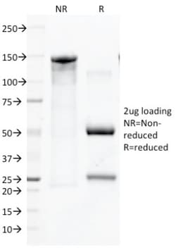 CD45 Antibody (136-4B5), Novus Biologicals 0.2mg; Unlabeled:Antibodies,